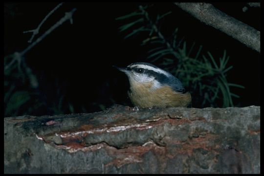 Image of Red-breasted Nuthatch