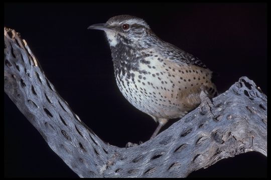 Imagem de Campylorhynchus brunneicapillus (Lafresnaye 1835)