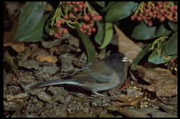 Image of Dark-eyed Junco