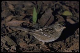 Image of Golden-crowned Sparrow