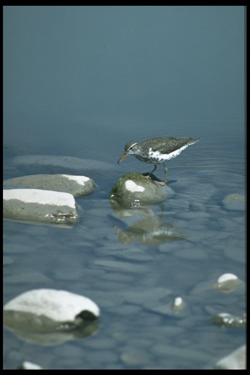 Image of Spotted Sandpiper