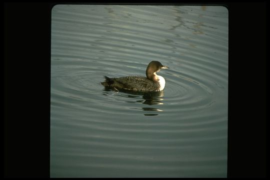 Image of Common Loon