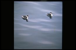 Image of Horned Grebe