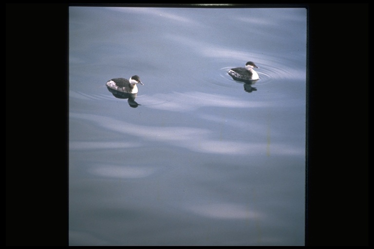 Image of Horned Grebe