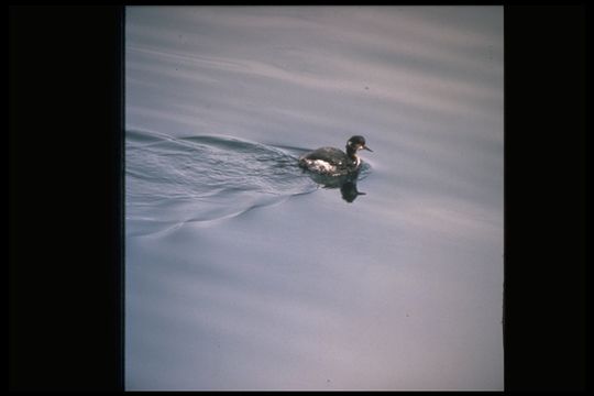 Image of Black-necked Grebe