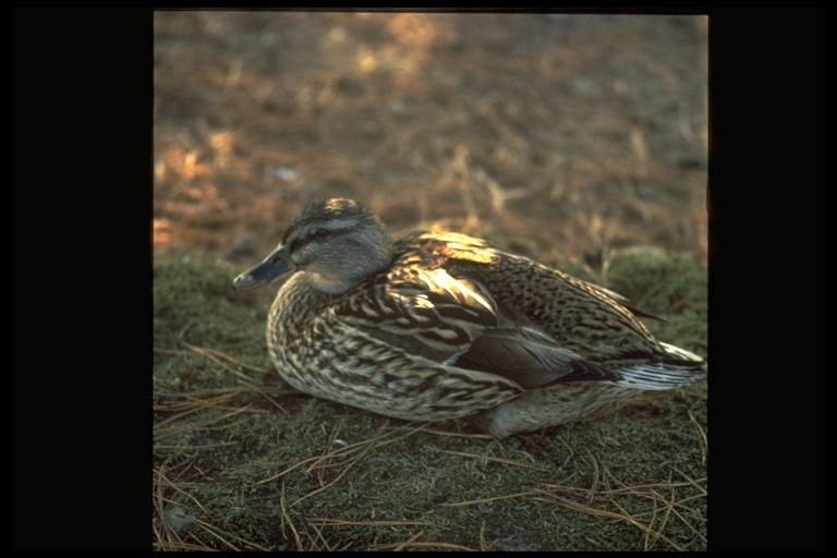 Image of Common Mallard