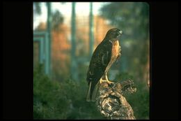 Image of Red-tailed Hawk