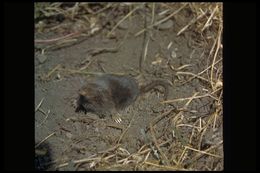 Image of American Shrew Mole