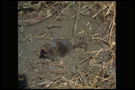 Image of American Shrew Mole