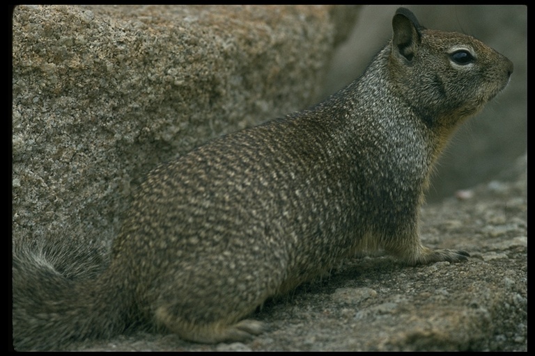 Image of California ground squirrel