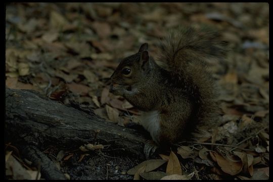 Image of eastern gray squirrel