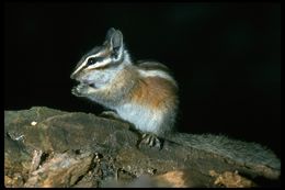 Image of lodgepole chipmunk