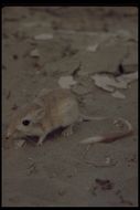 Image of Desert Kangaroo Rat