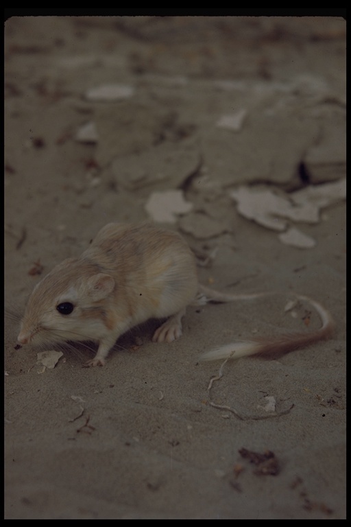 Image of Desert Kangaroo Rat