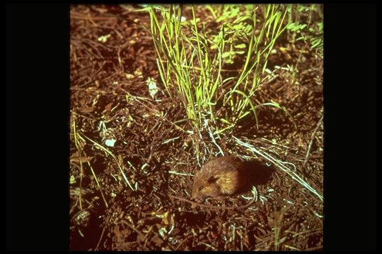 Image de Sorex pacificus Coues 1877