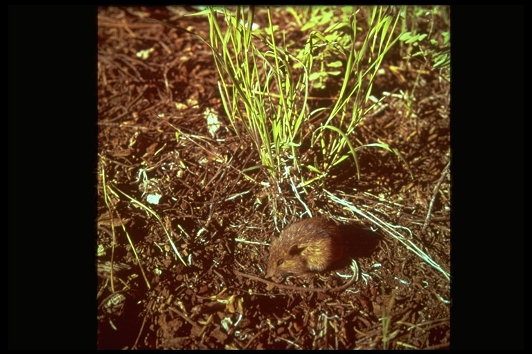 Image of Pacific Shrew