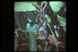 Image of Hawaiian Hoary Bat