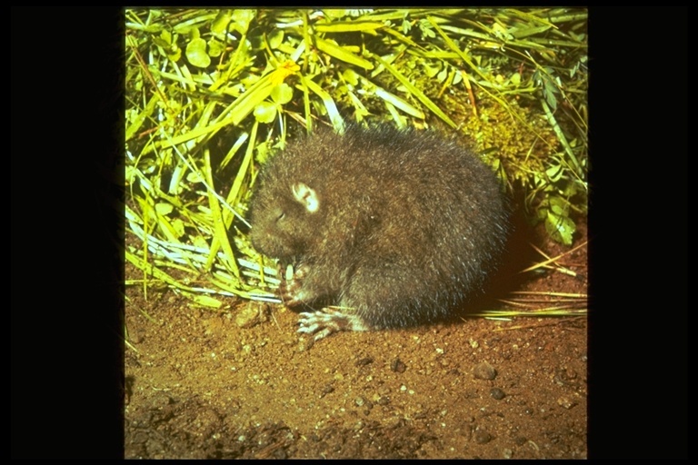 Image of Mountain Beaver