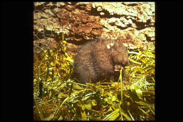 Image of Mountain Beaver