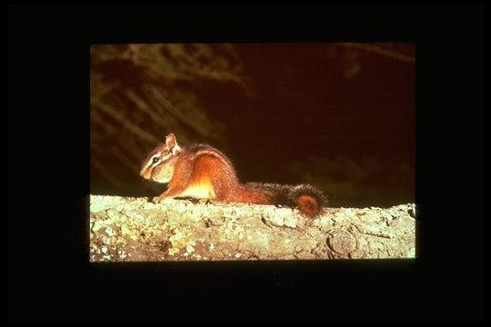 Image of Merriam’s Chipmunk