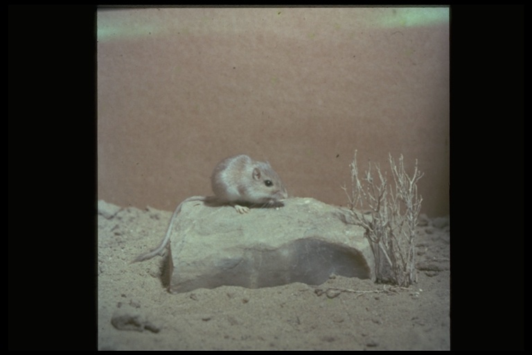Image of Desert Pocket Mouse