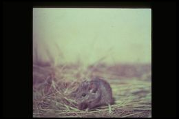 Image of Southern Marsh Harvest Mouse