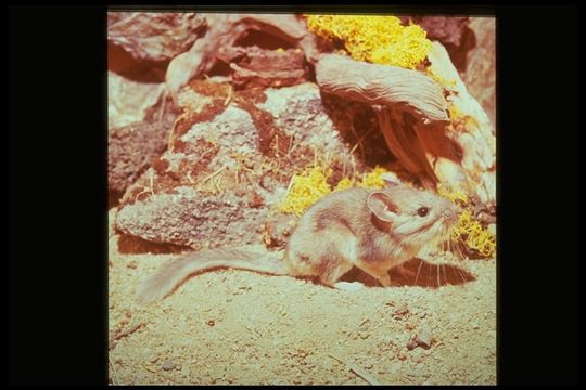 Image of Bushy-tailed Woodrat