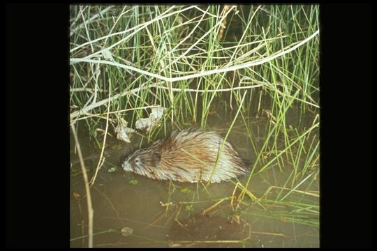 Image of Common Muskrat