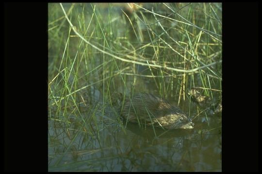 Image of Common Muskrat