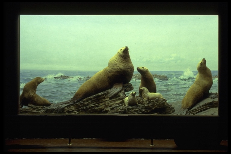 Image of Northern Sea Lion