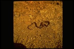 Image of Sharp-tailed Snake