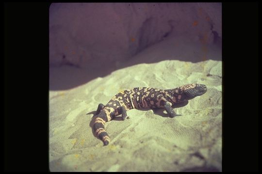 Image of Gila Monster