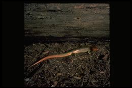 Image of Gilbert's Skink