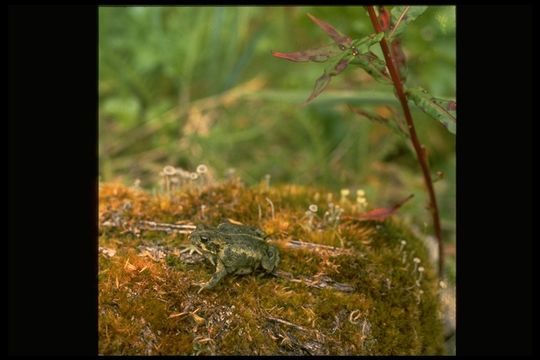 Image of Yosemite Park Toad