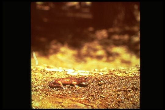 Image of Common Ensatina