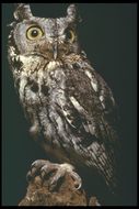 Image of Western Screech Owl