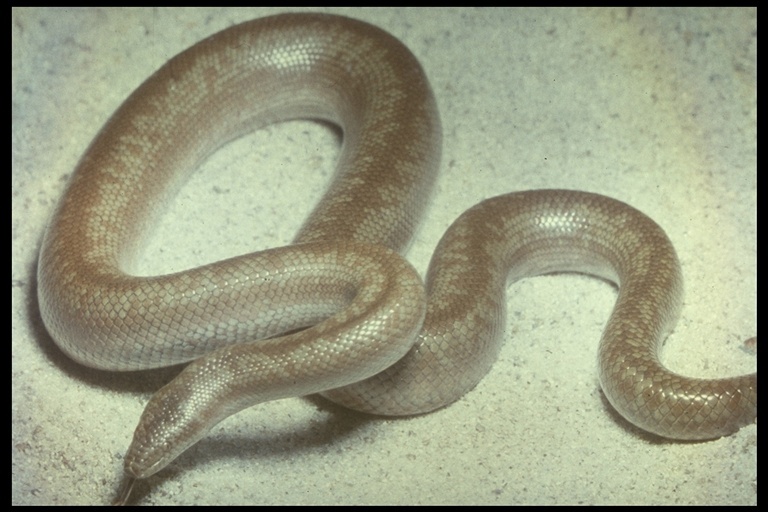 Image of <i>Lichanura trivirgata roseofusca</i>