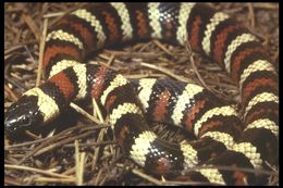 Image of California Mountain Kingsnake