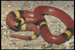 Image of Filetail Ground Snake
