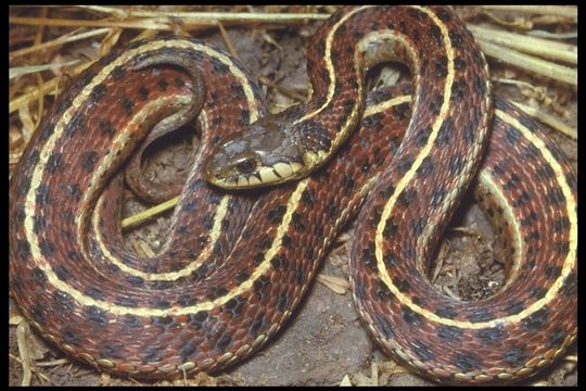 Thamnophis ordinoides (Baird & Girard 1852) resmi