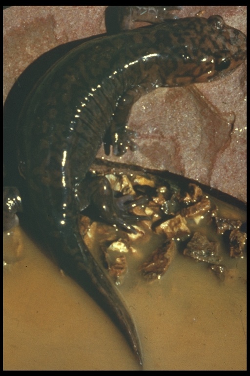 Image de Dicamptodon ensatus (Eschscholtz 1833)