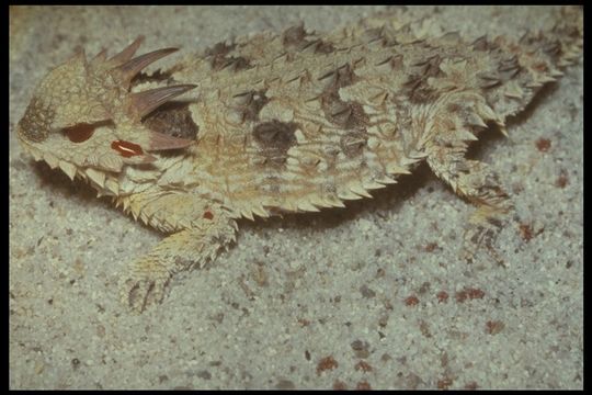 Image of Blainville Horned Lizard