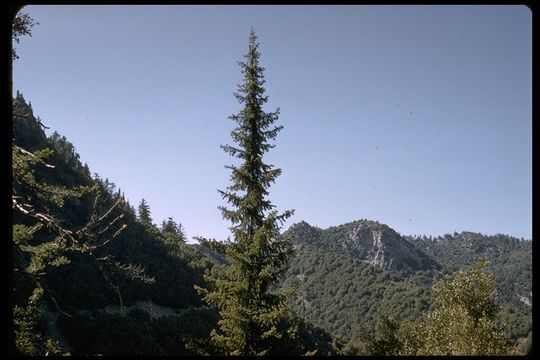 Plancia ëd Abies bracteata (D. Don) A. Poit.