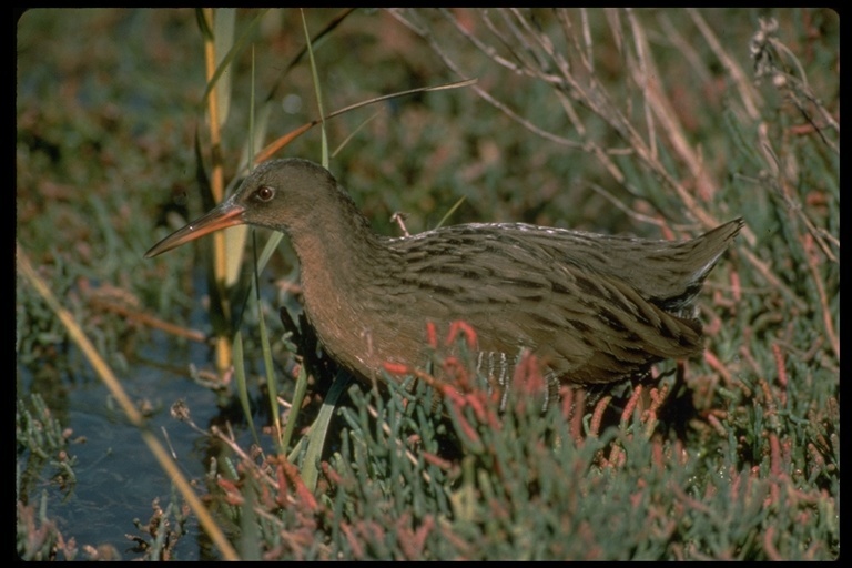 Image of Rallus obsoletus obsoletus Ridgway 1874