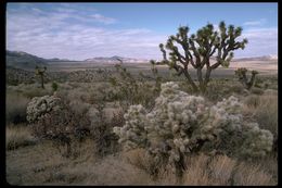 Слика од Yucca brevifolia Engelm.