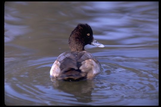 Image of Lesser Scaup