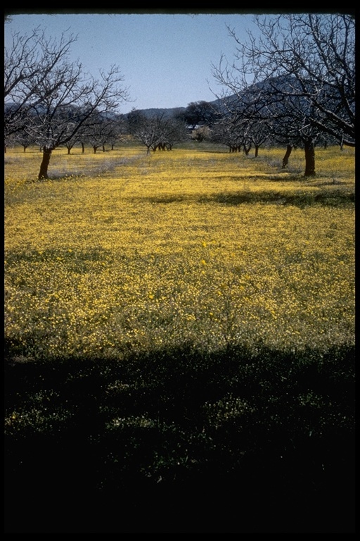 Image of common stickyseed