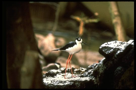 Image of Black-necked Stilt