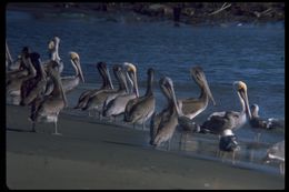 Image of California brown pelican