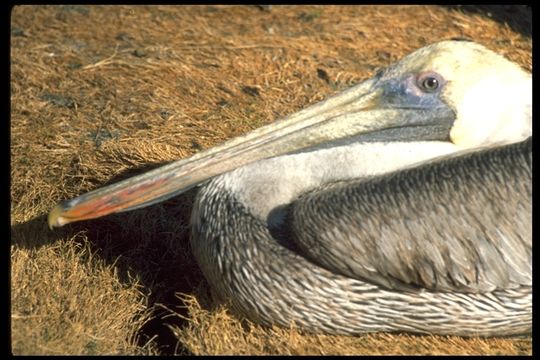 Image of California brown pelican